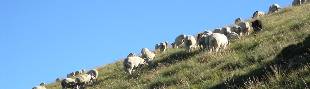 Moutons en estives dans le Haut-Couserans